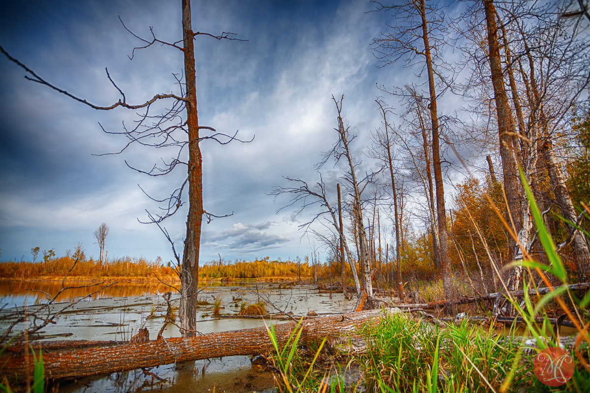 Autumn at Elk Island