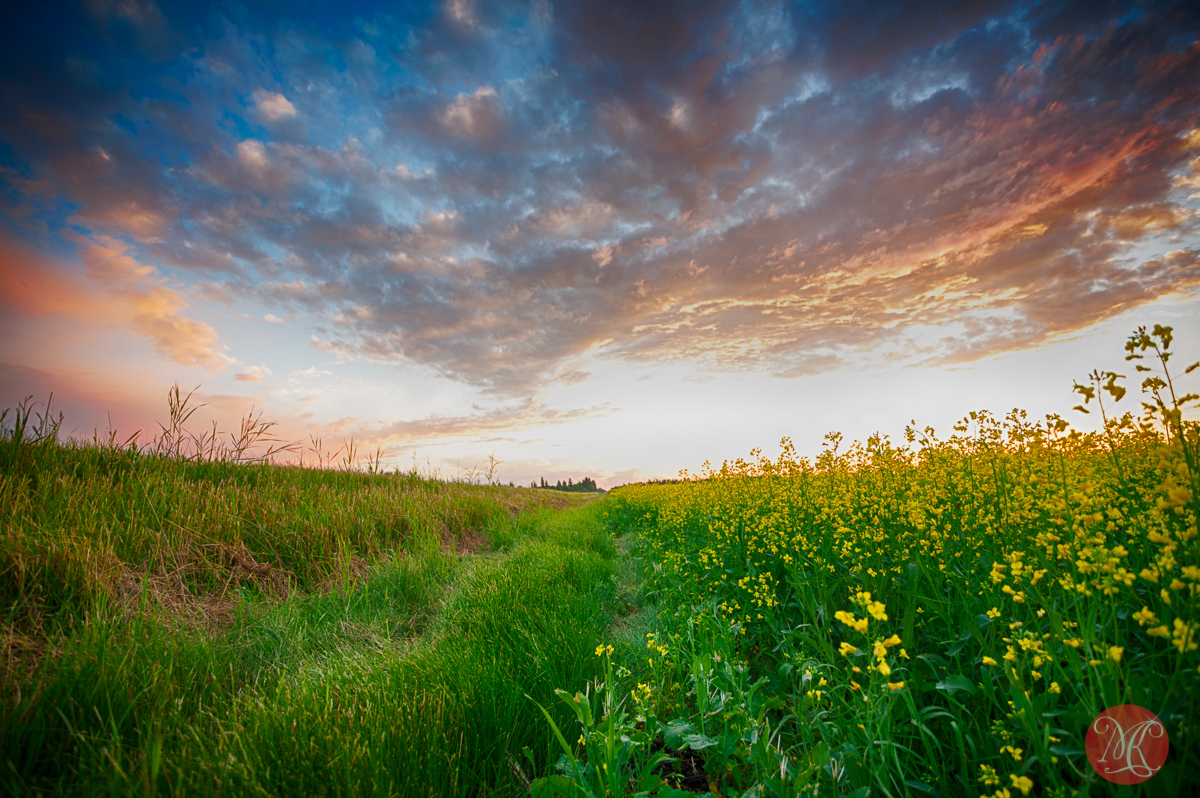Not Another Canola Shot! – Landscape Photography And More..