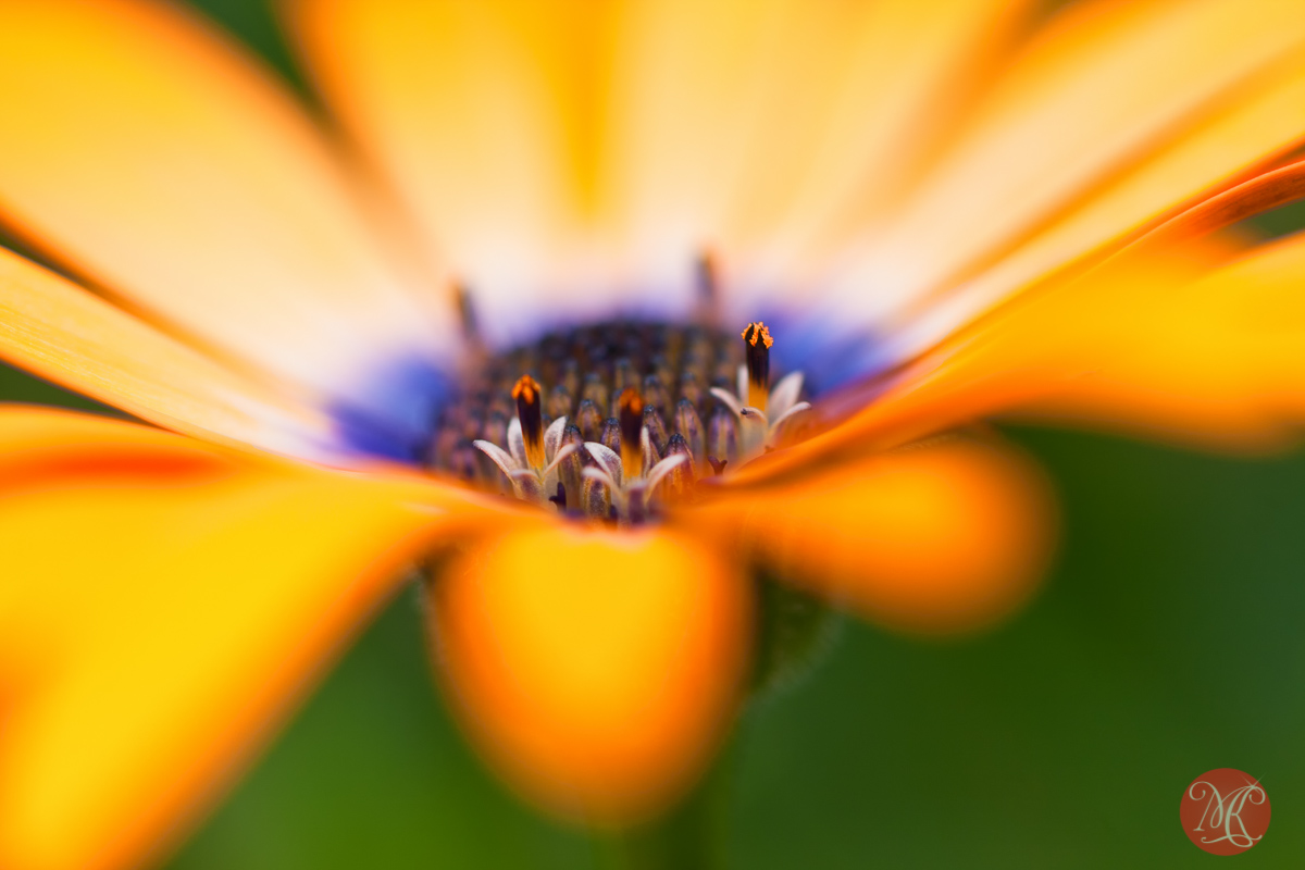 The World in Yellow – Macro Photography