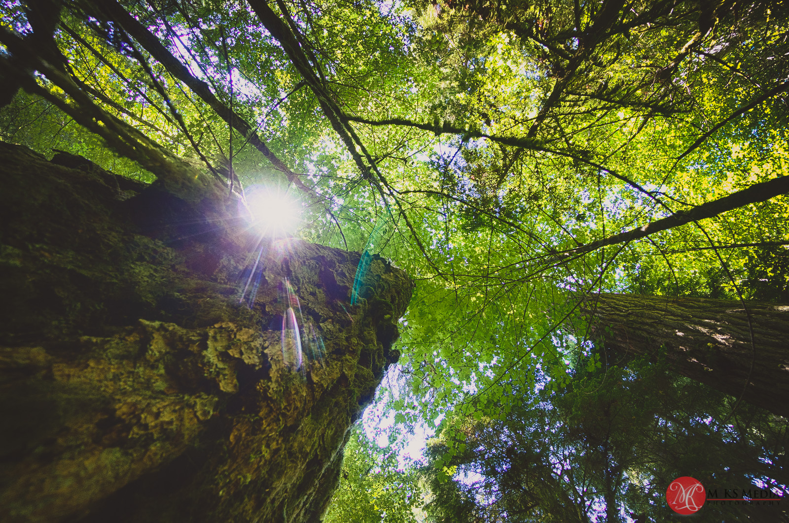 Looking up in wonder – Cathedral Grove