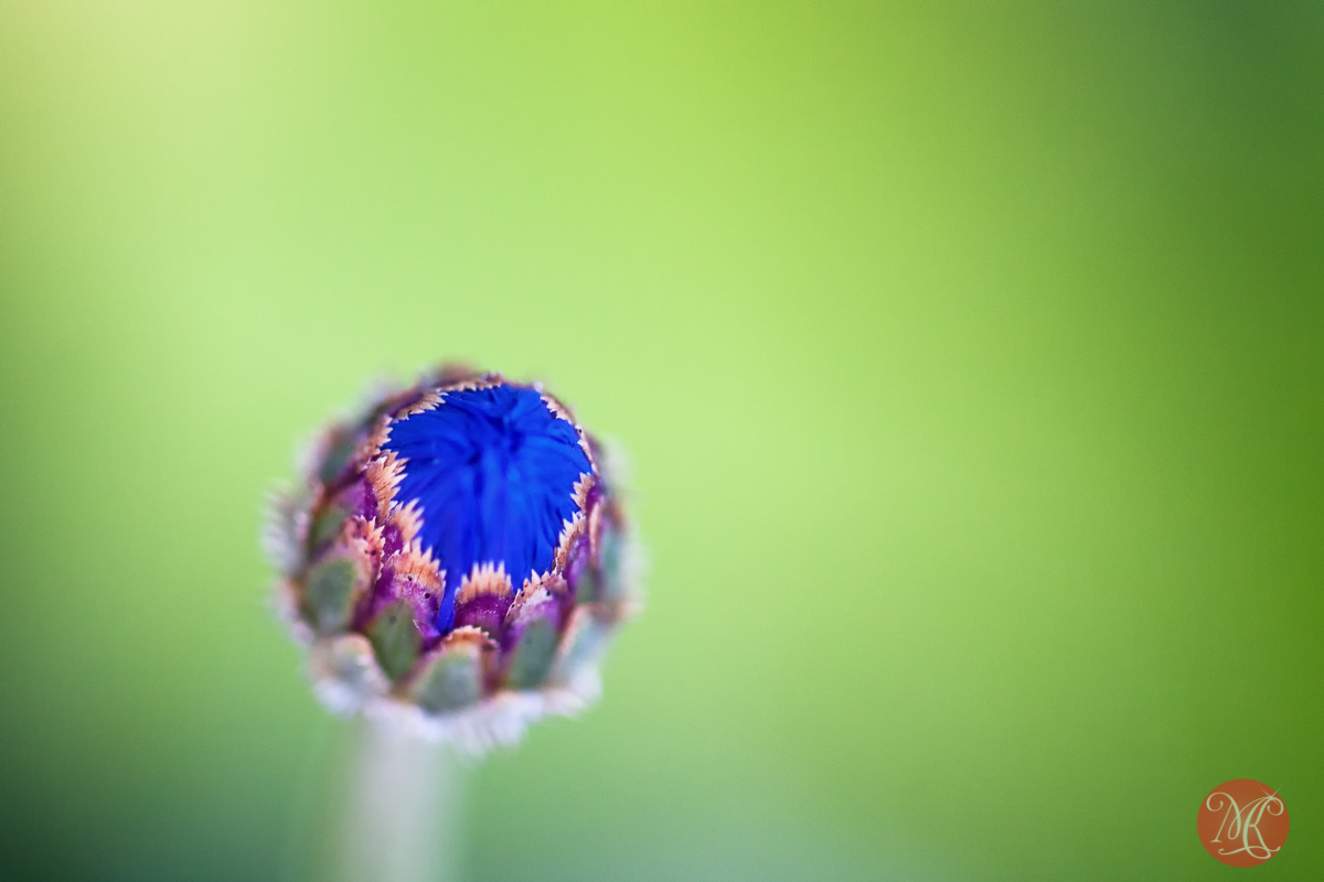 Summer Macros (From My Own Backyard)
