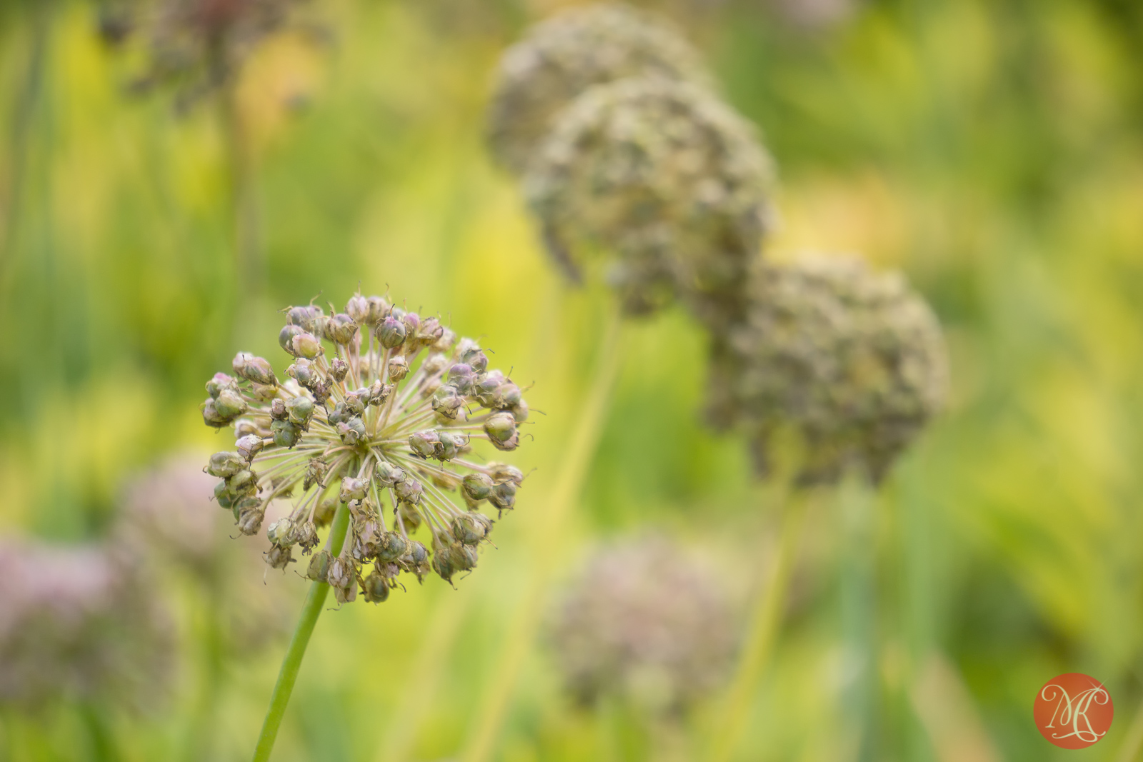 Devonian Botanical Gardens In Summer Splendor