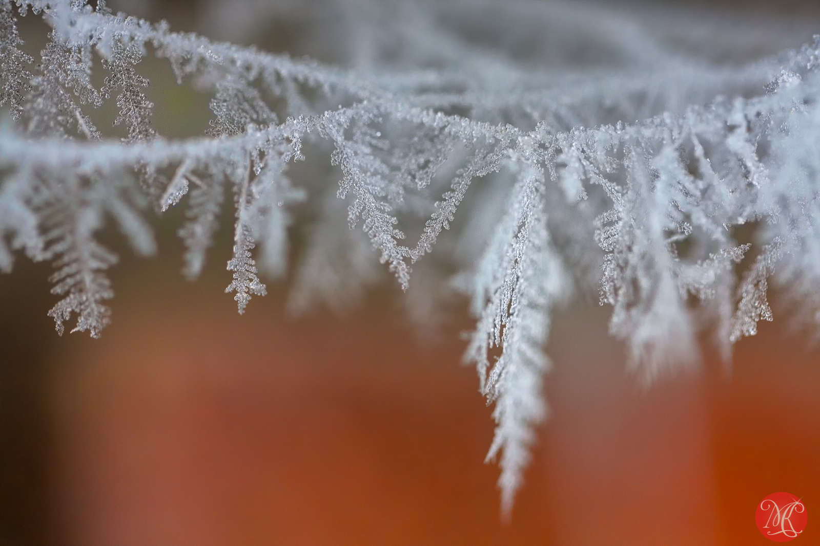 Natural Art – Macro Photography