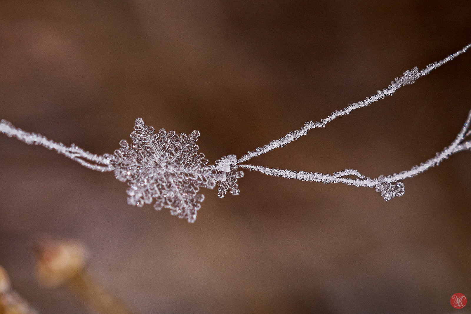 Macro Photography with Fuji 16mm Extension Tube