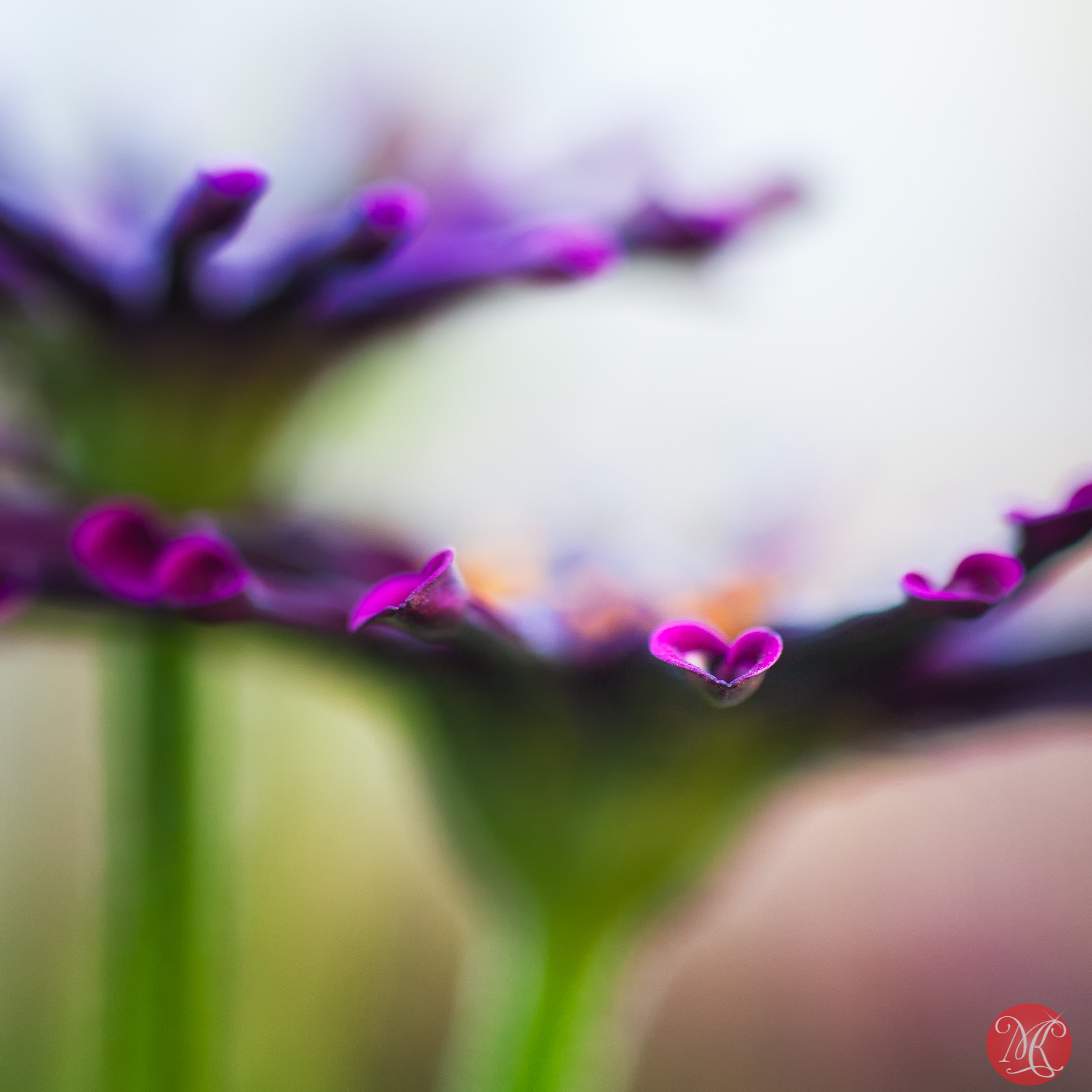 You Can Find Love Anywhere – Macro Photography