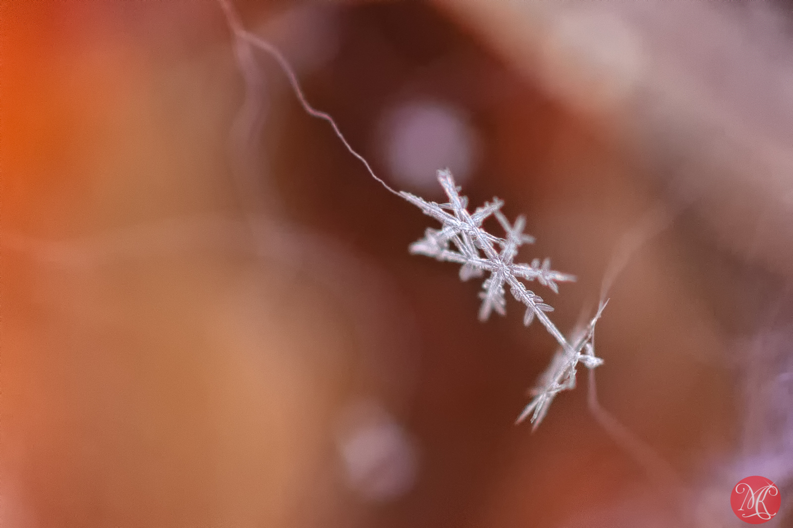 When Mother Nature is Bored – Macro Photography