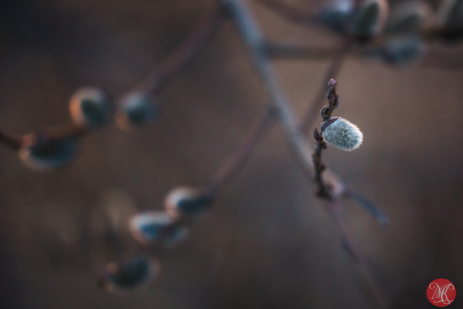 Nature Awakening – Macro Photography