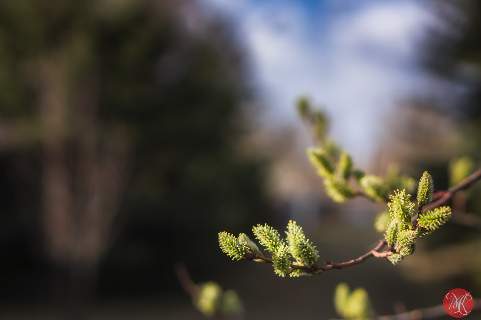 Take a Closer Look at Spring – Macro Photography