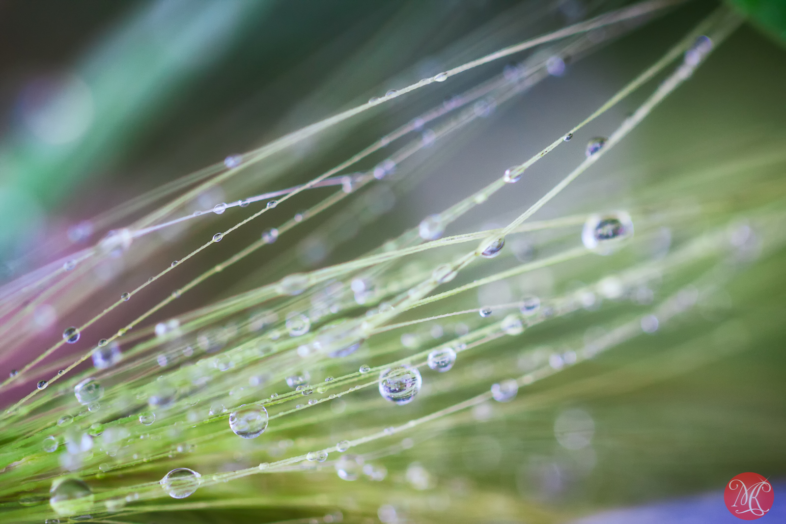 Little Color For A Rainy Day – Macro Photography