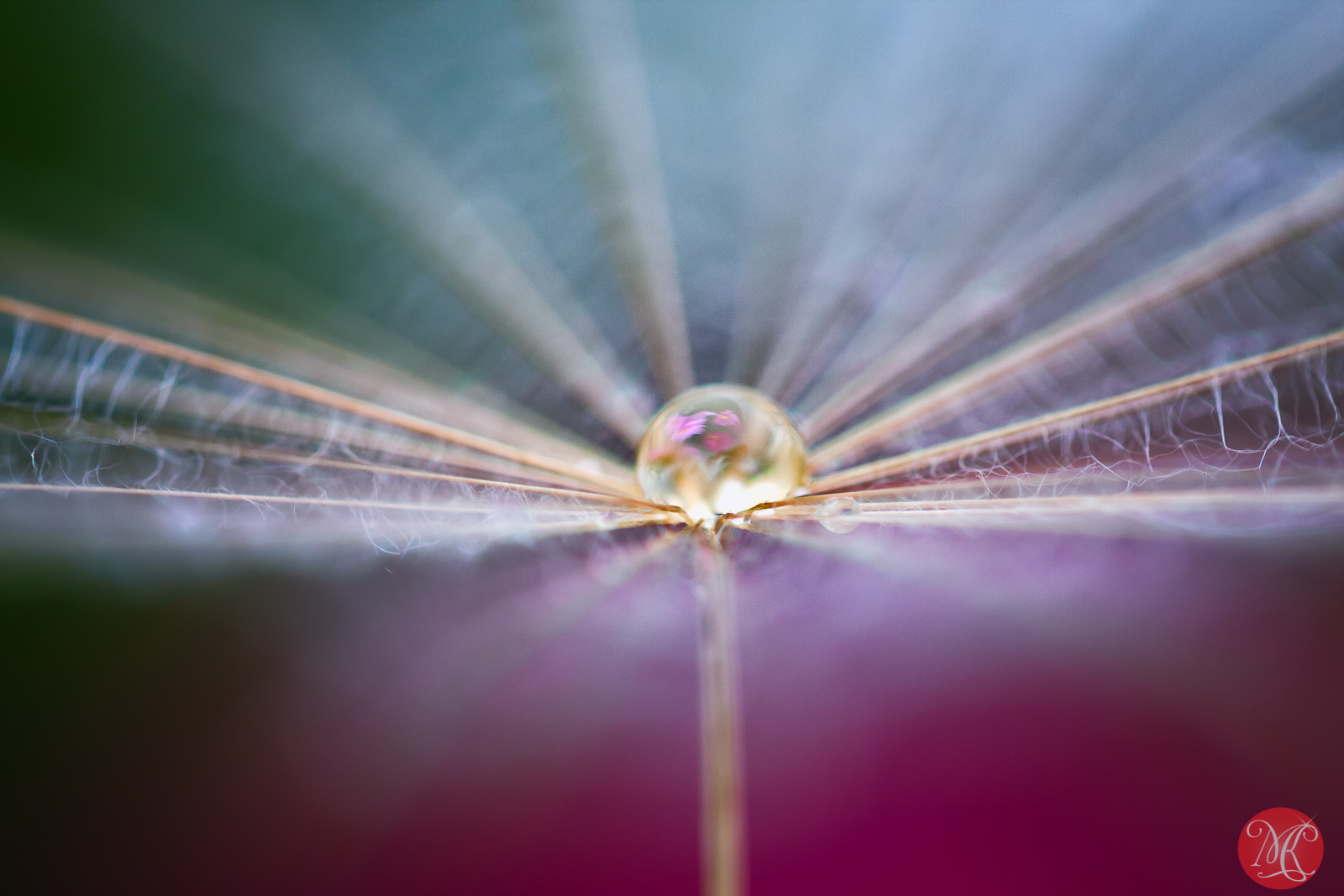 In Need Of A Little Color 1 – Macro Photography