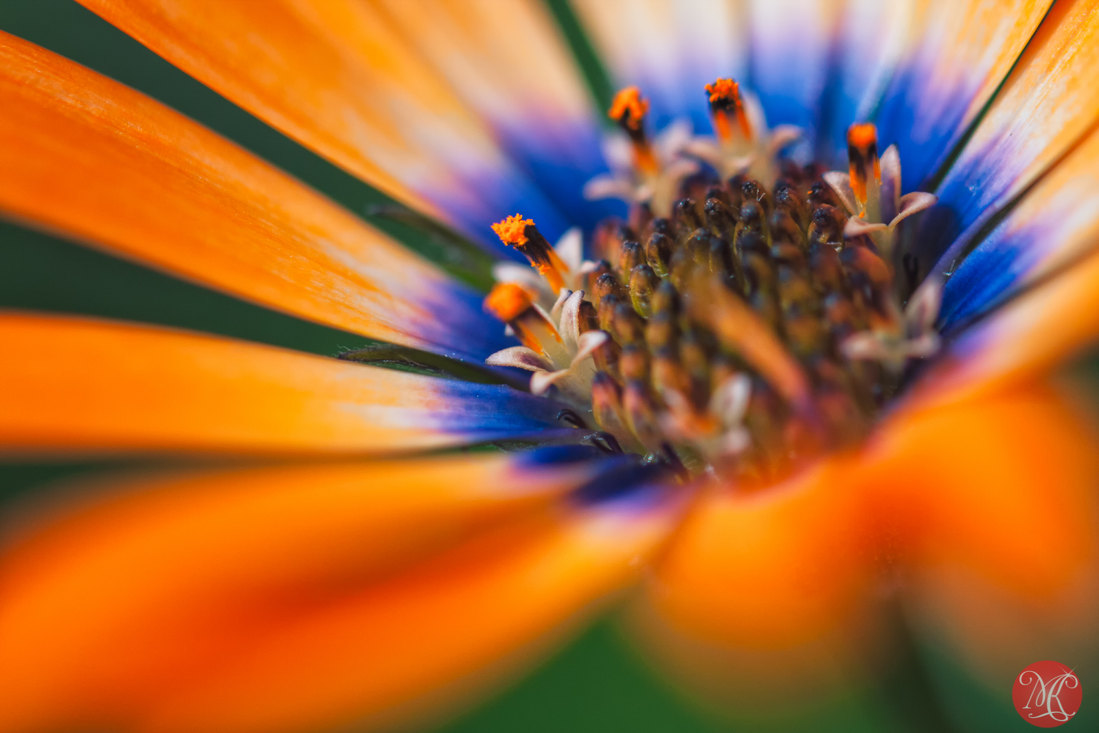 A Little Color For A Snowy Day – Macro Photography