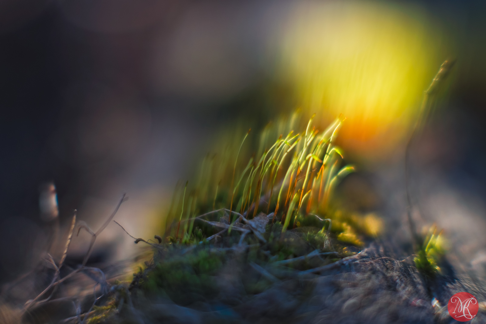 The Magic Of Spring With Fuji