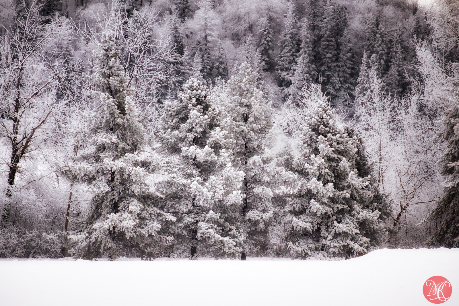 Winter Fog Brings Frost