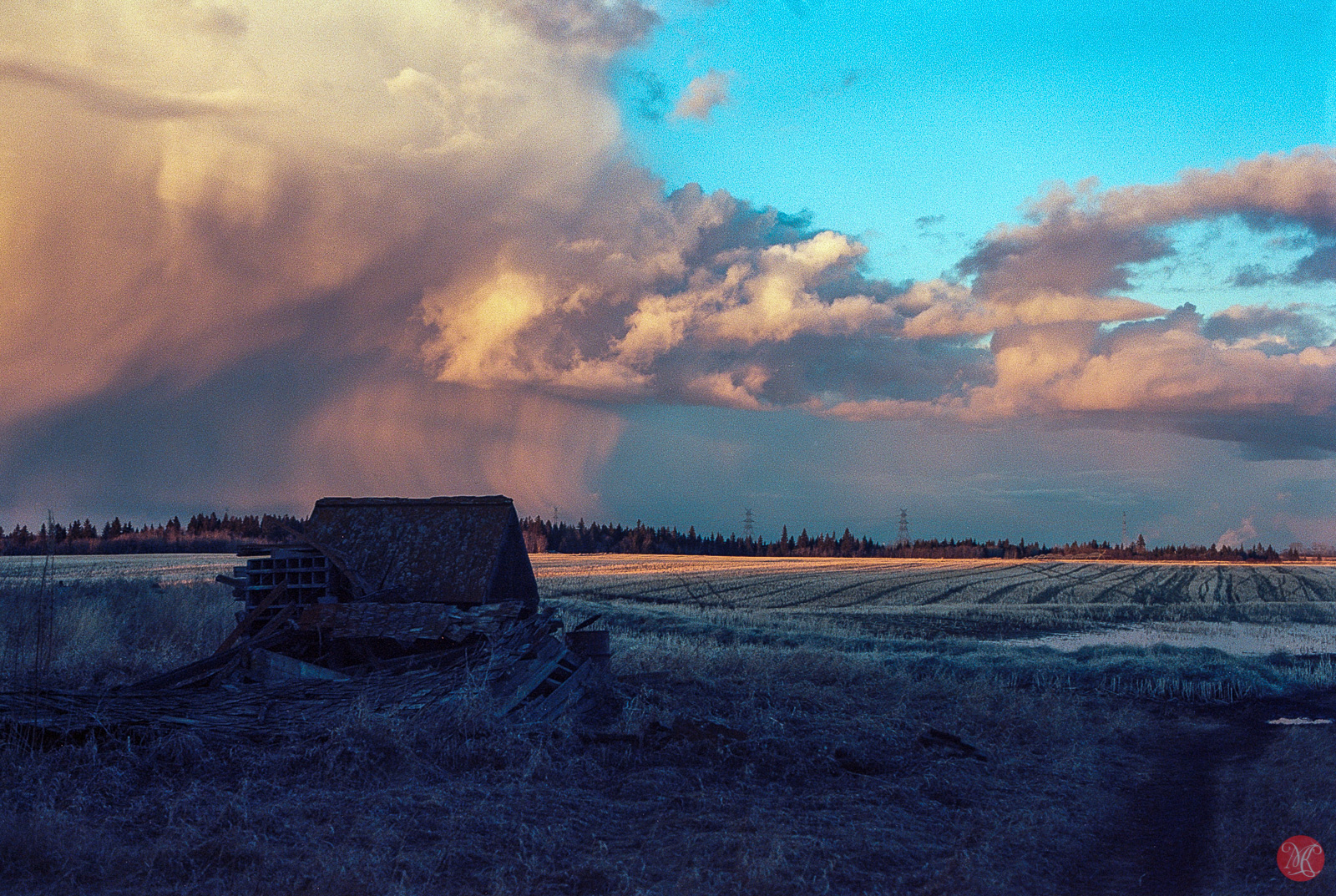 Looking for spring with Kodak Ektar