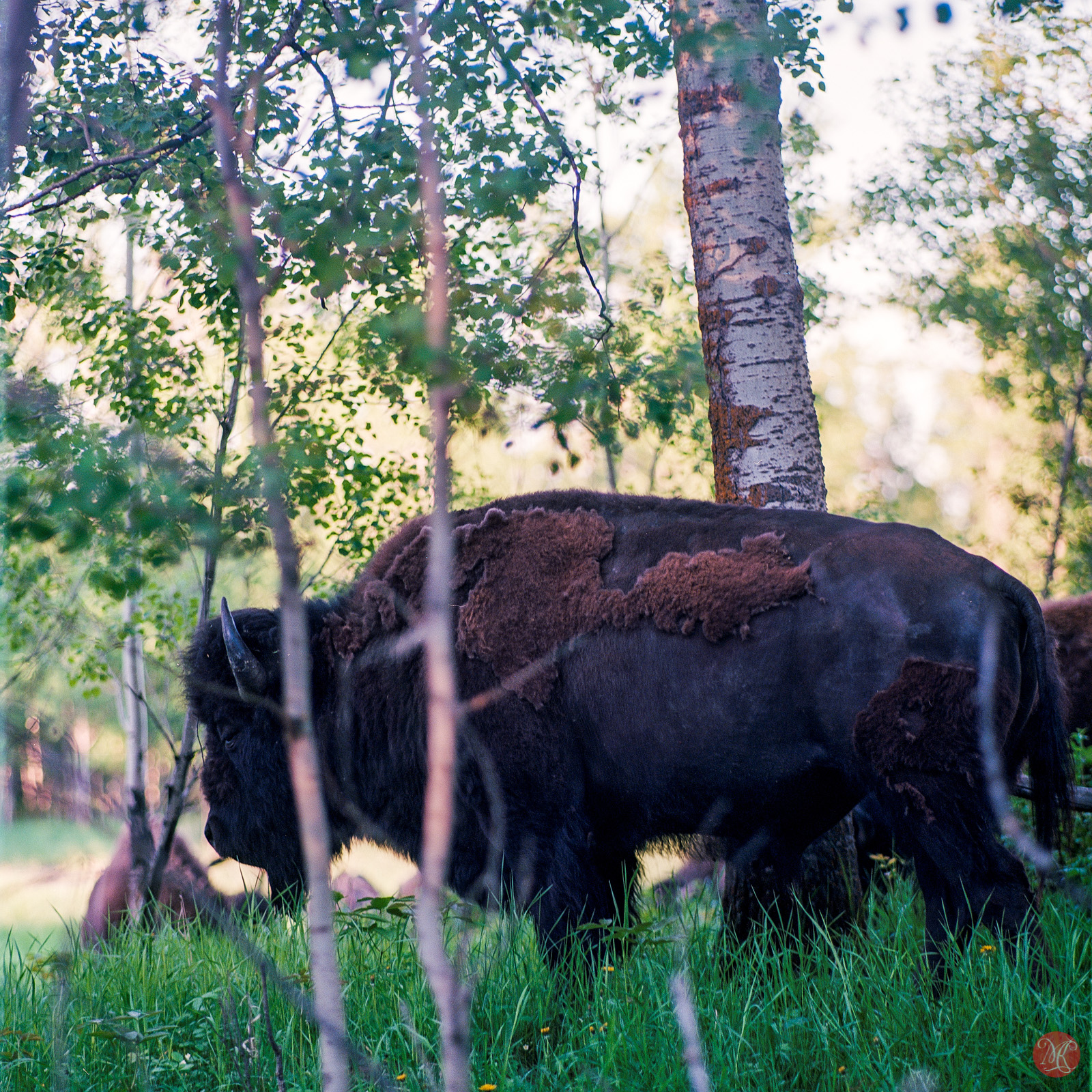 Chasing Bison with an old Russian