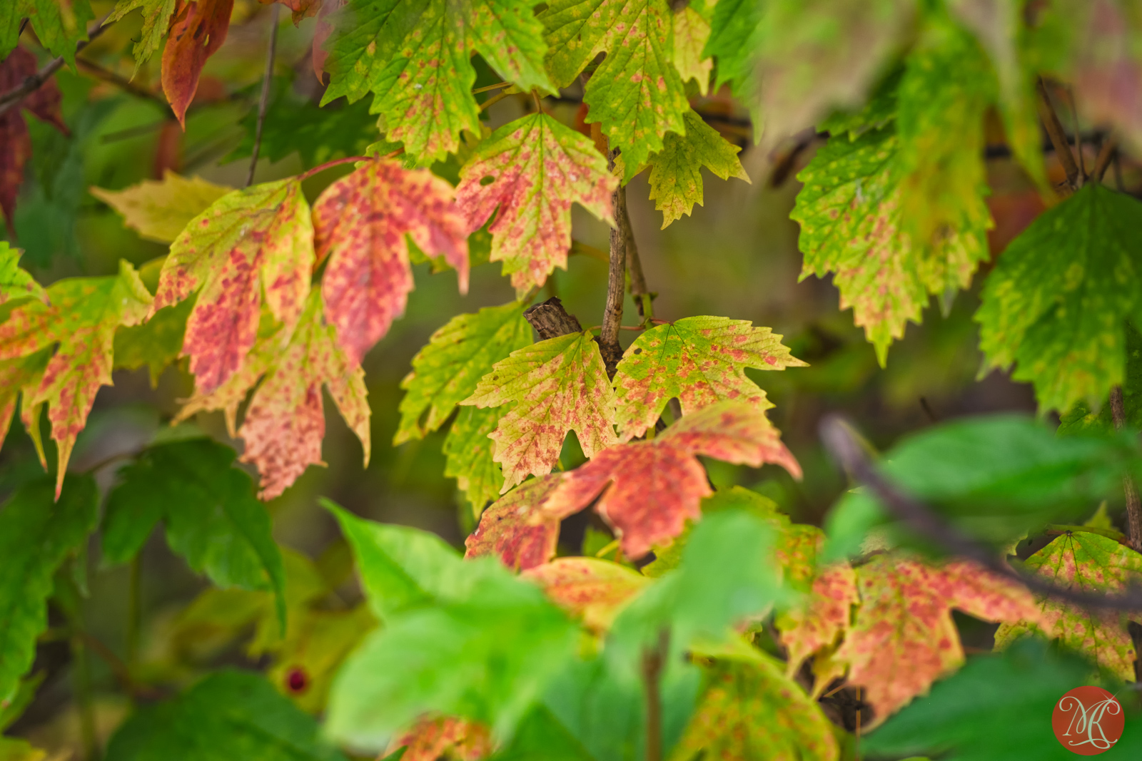 Fall, that was..