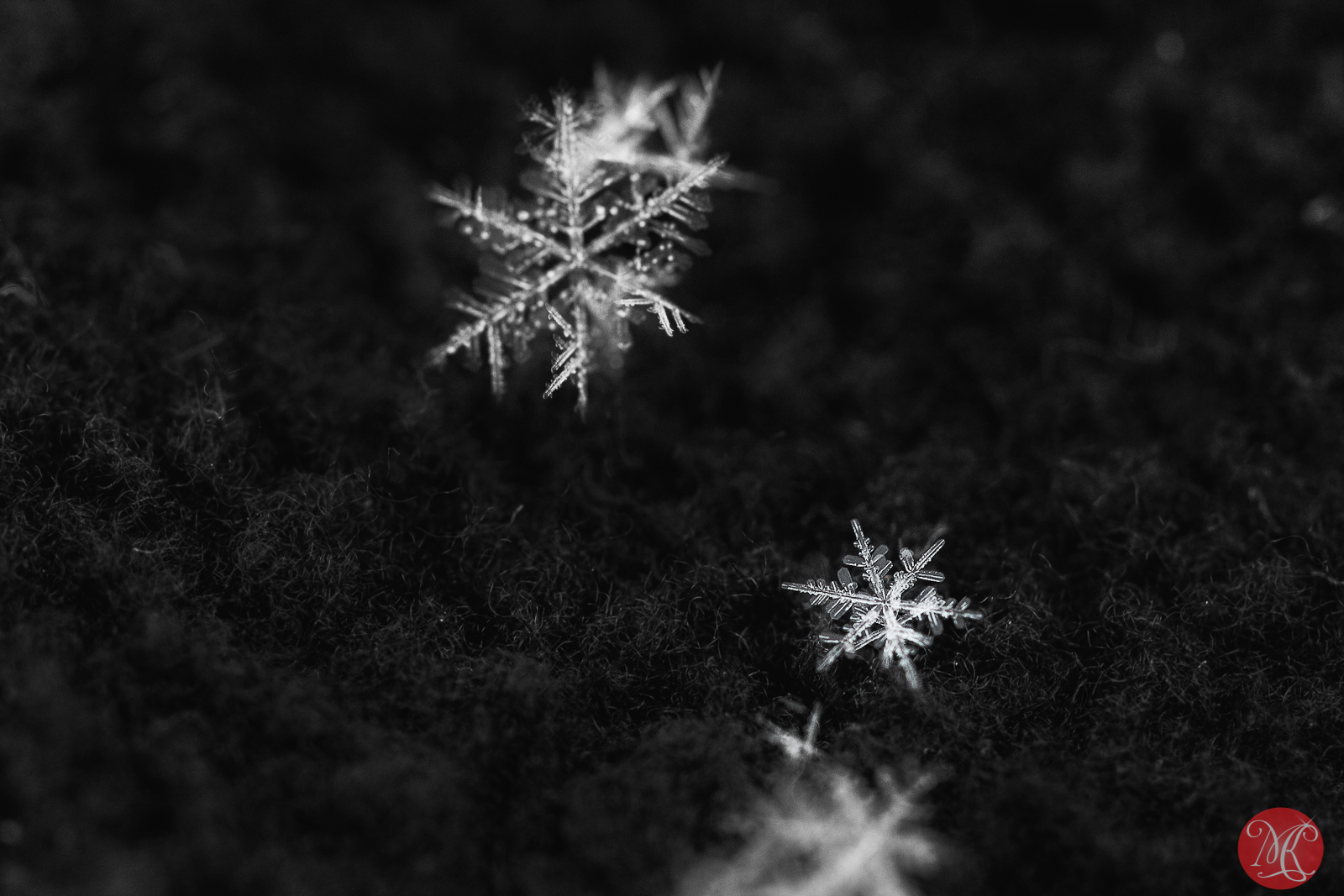 Playing With Snow