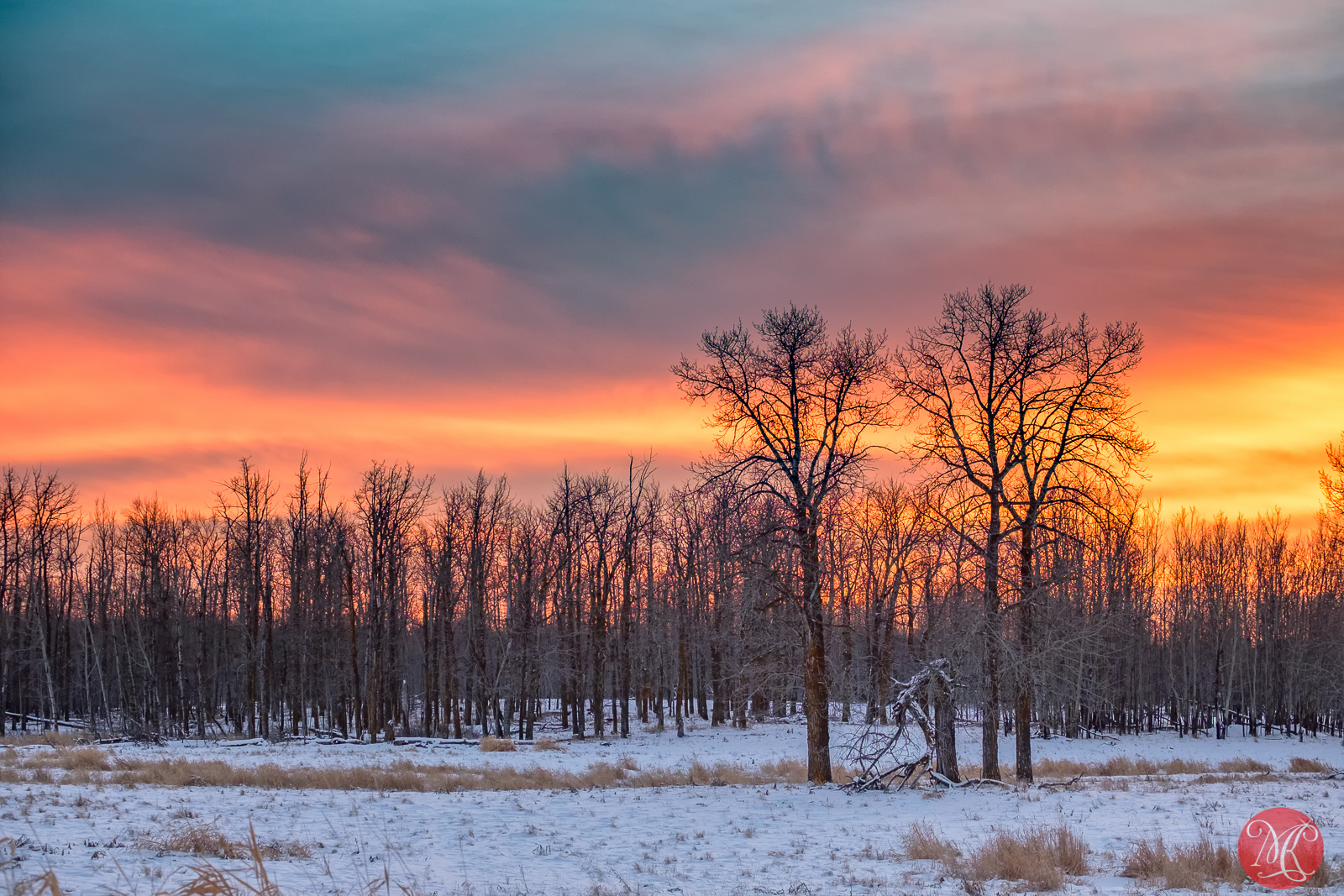 Winter Days At Elk Island