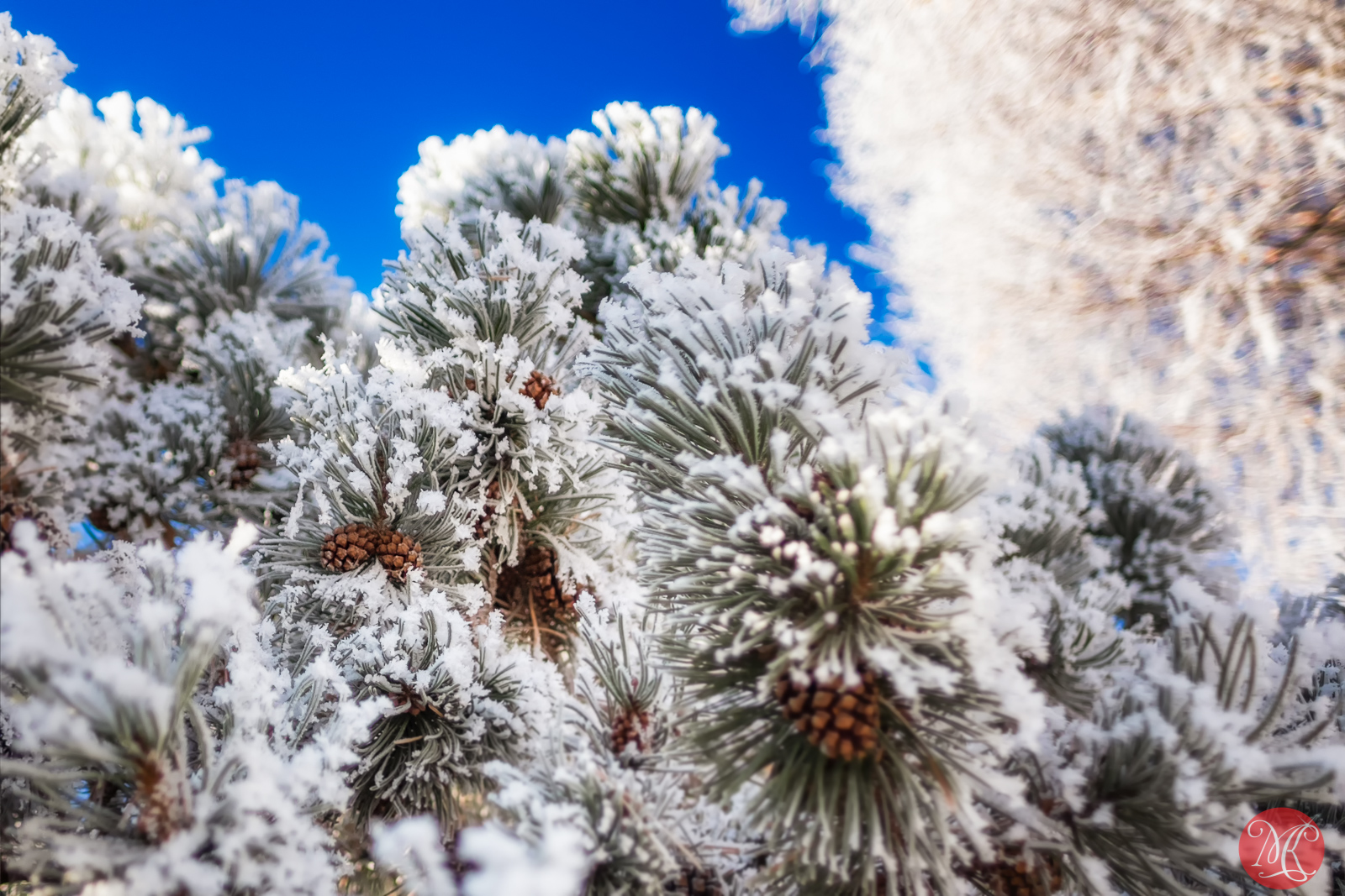 Frost