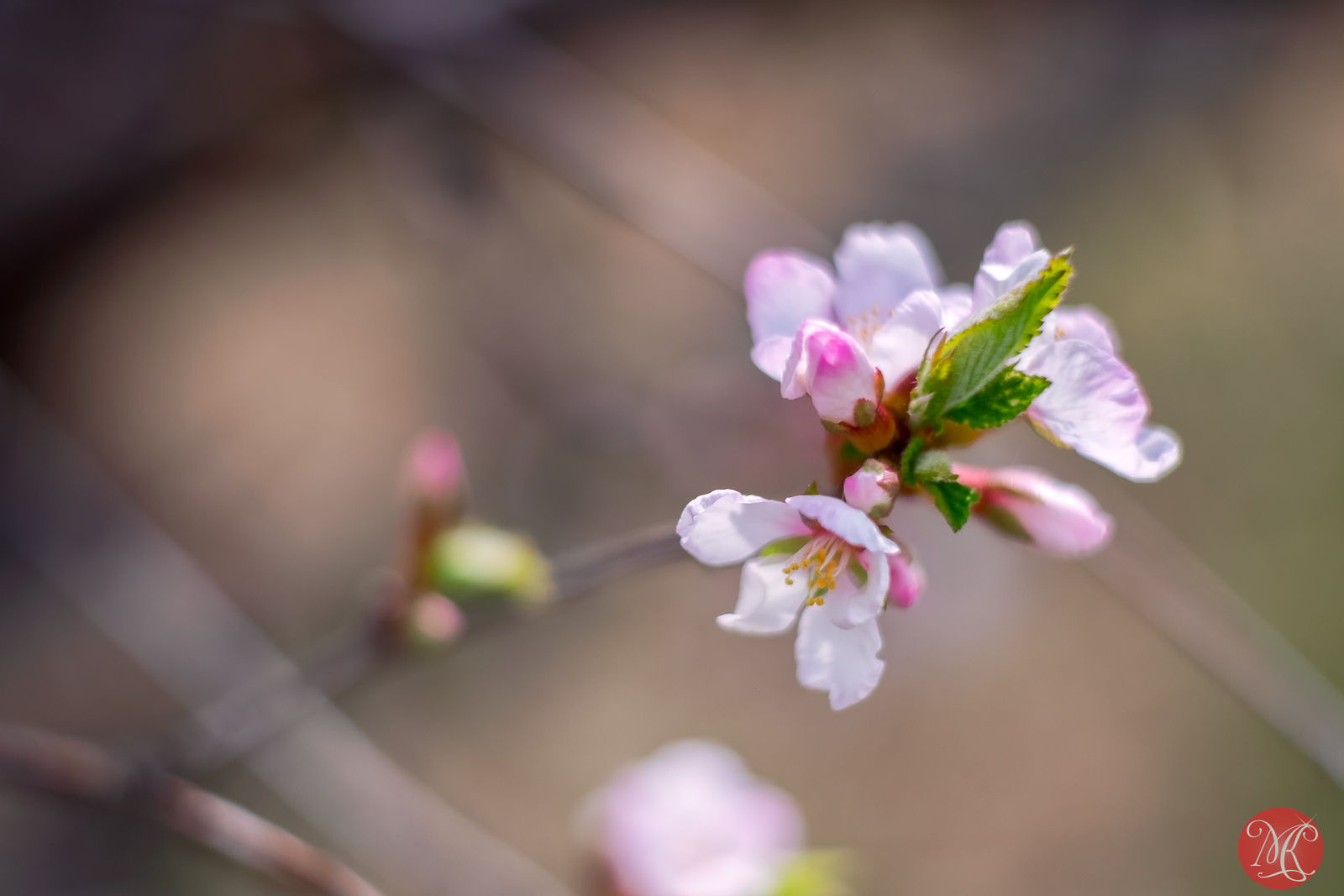 A Bit Of Spring Never Hurt Anybody..