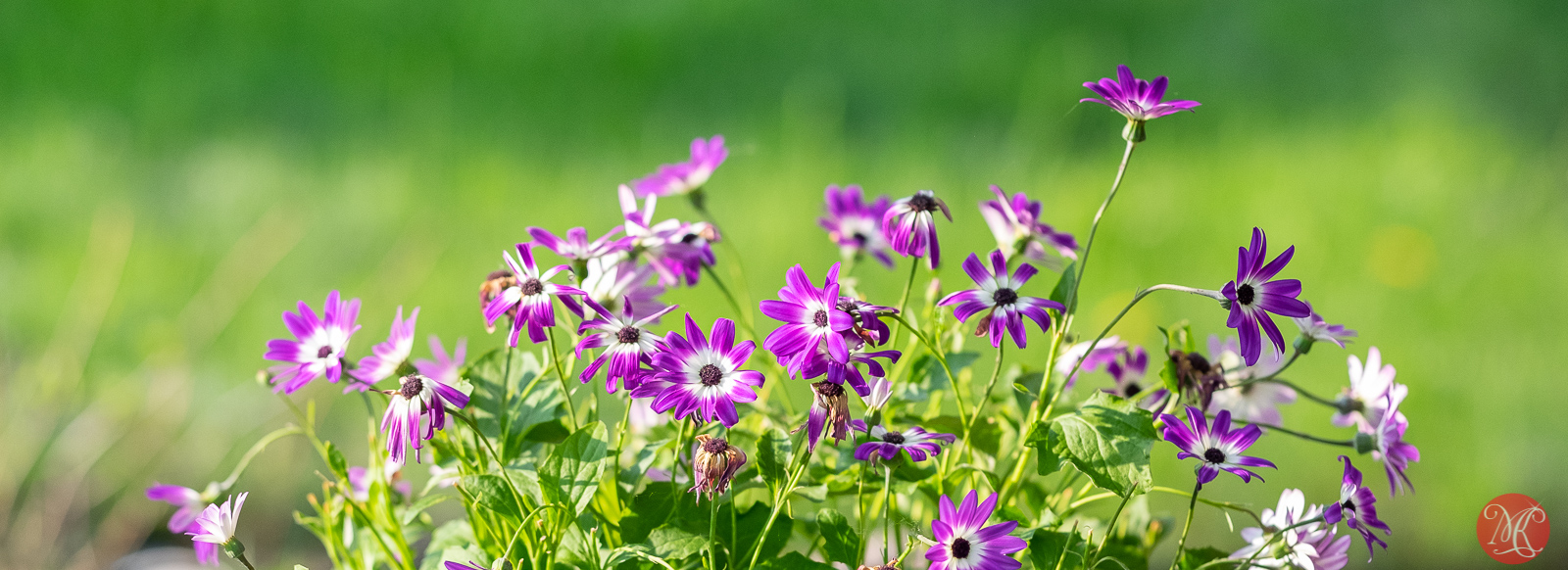 Spring 2019