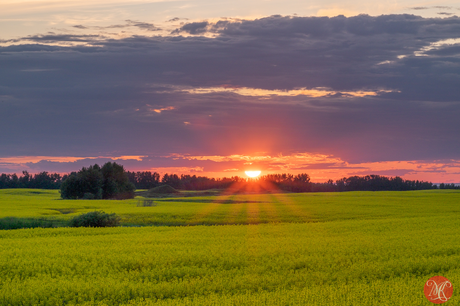 Canola Sunset