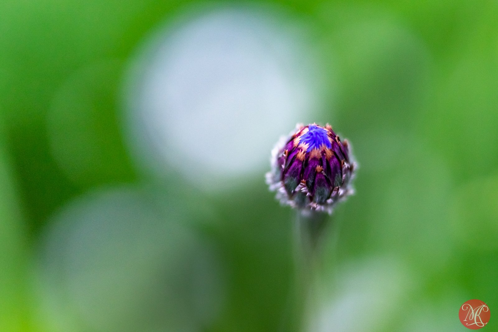 Summer Macros