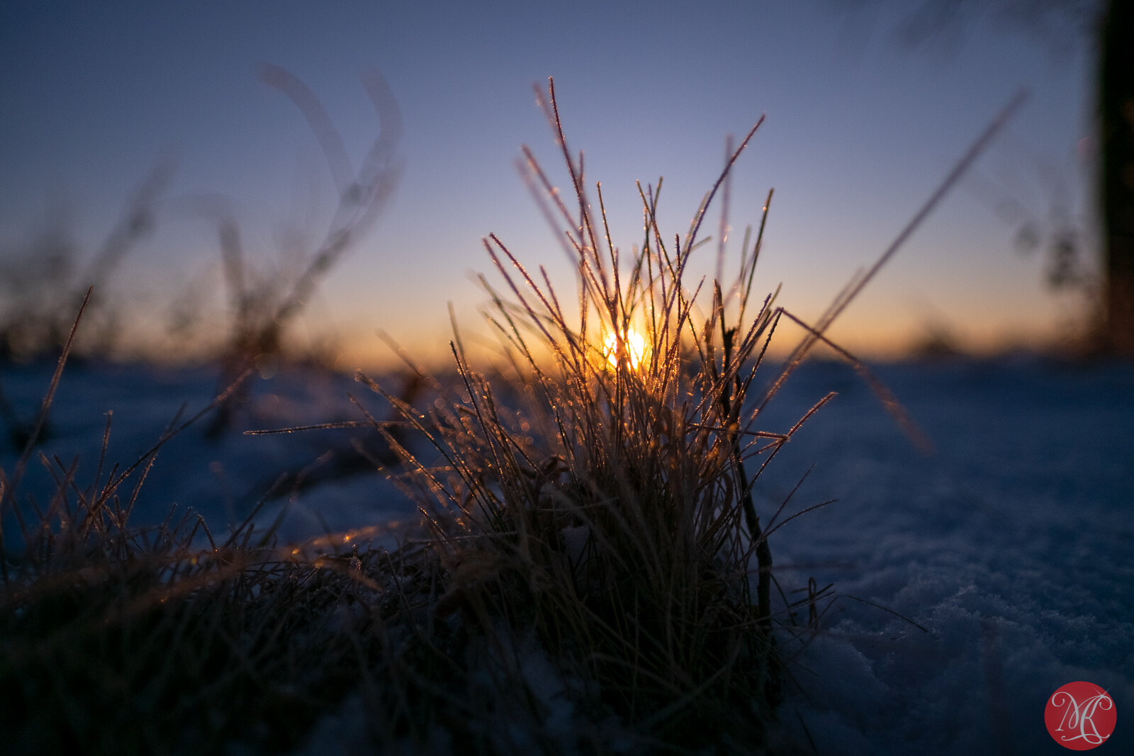 Winter Sunrise With A Bison