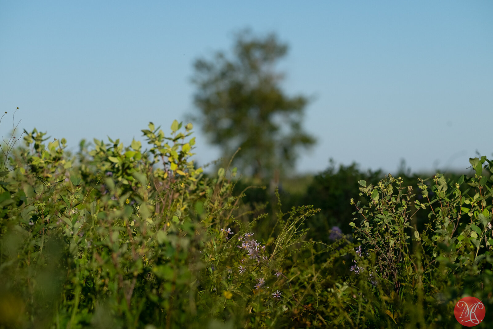 August in Elk Island