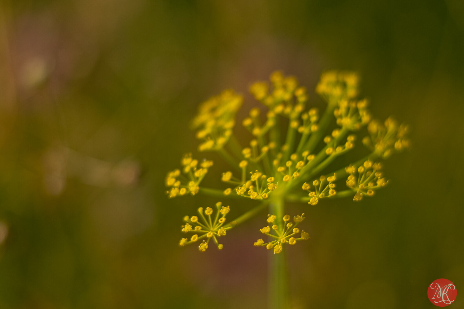 Macro in Yellow