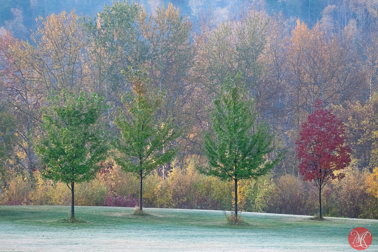 Foggy Morning