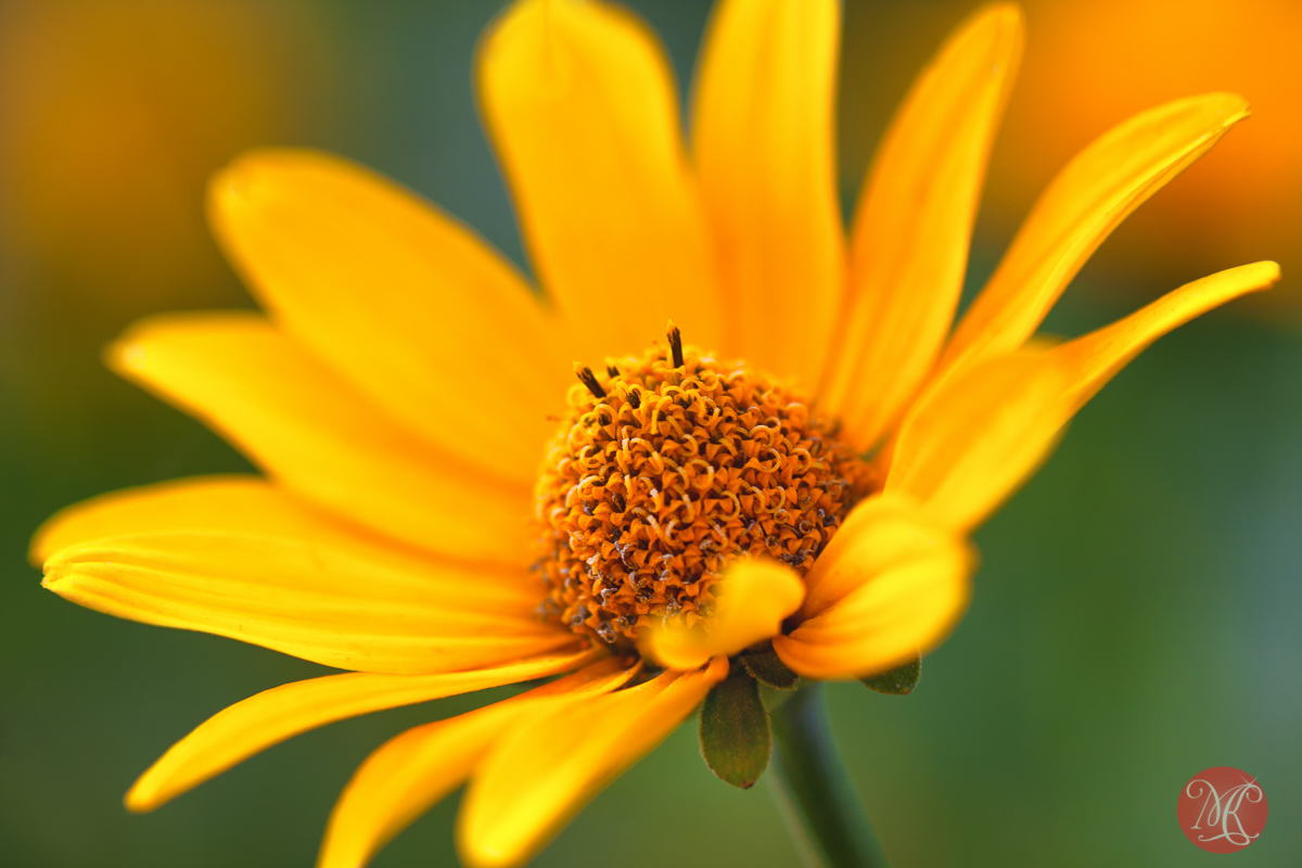 Delightful in yellow