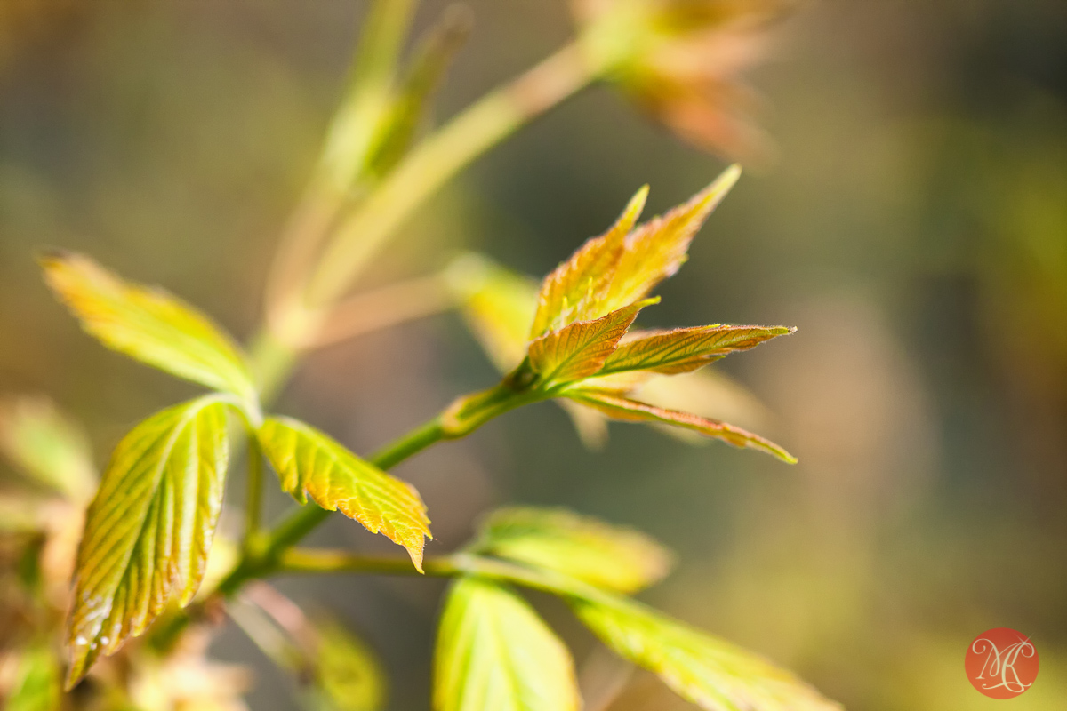 canon,100mm,macro,spring,nature,foliage,abstract,color, beauty