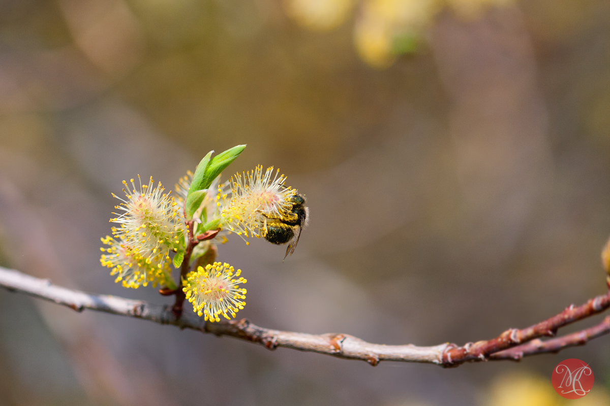 canon,100mm,macro,spring,nature,foliage, blossom,abstract,color, beauty,bee,insect
