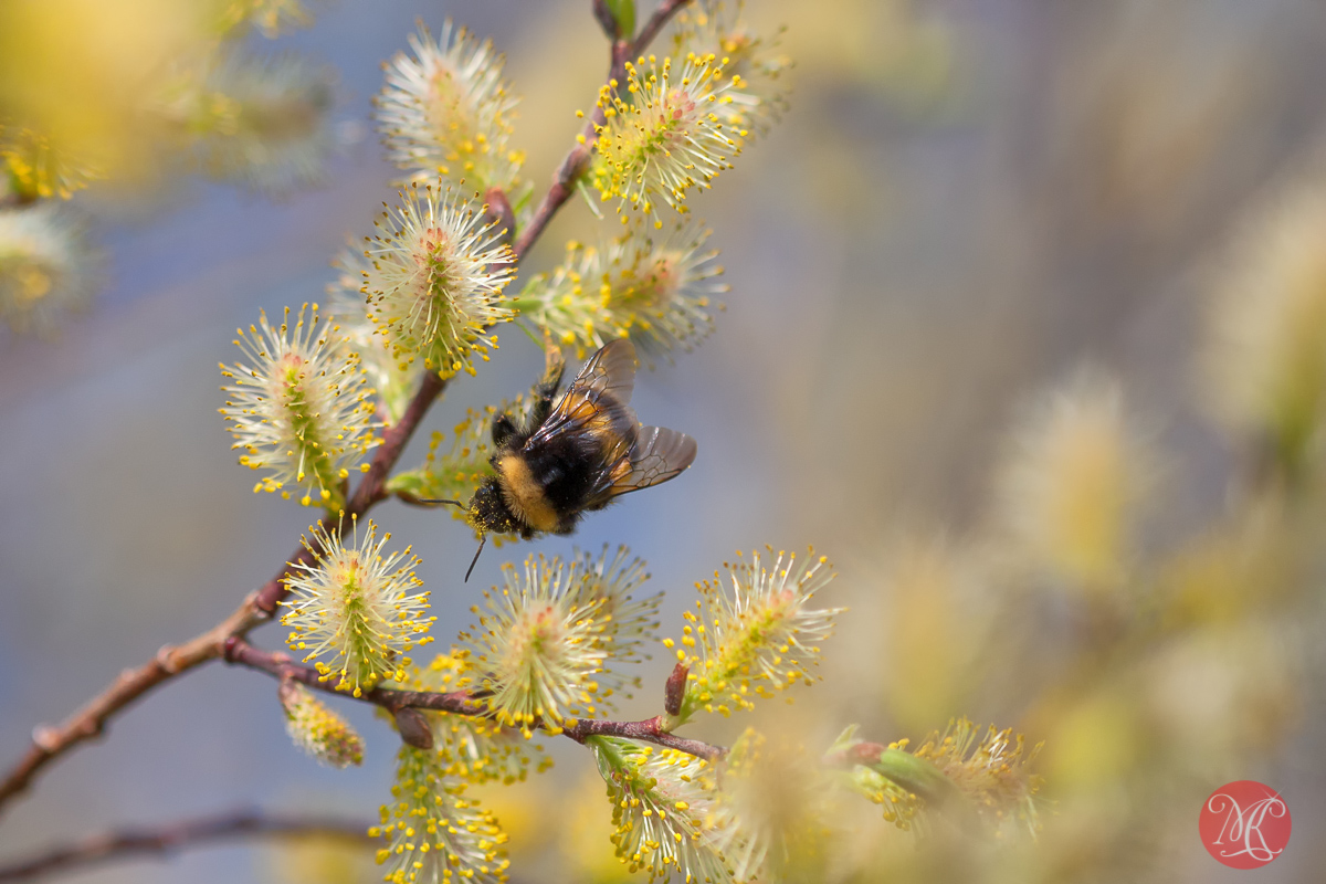 canon,100mm,macro,spring,nature,foliage, blossom,abstract,color, beauty,bee, insect