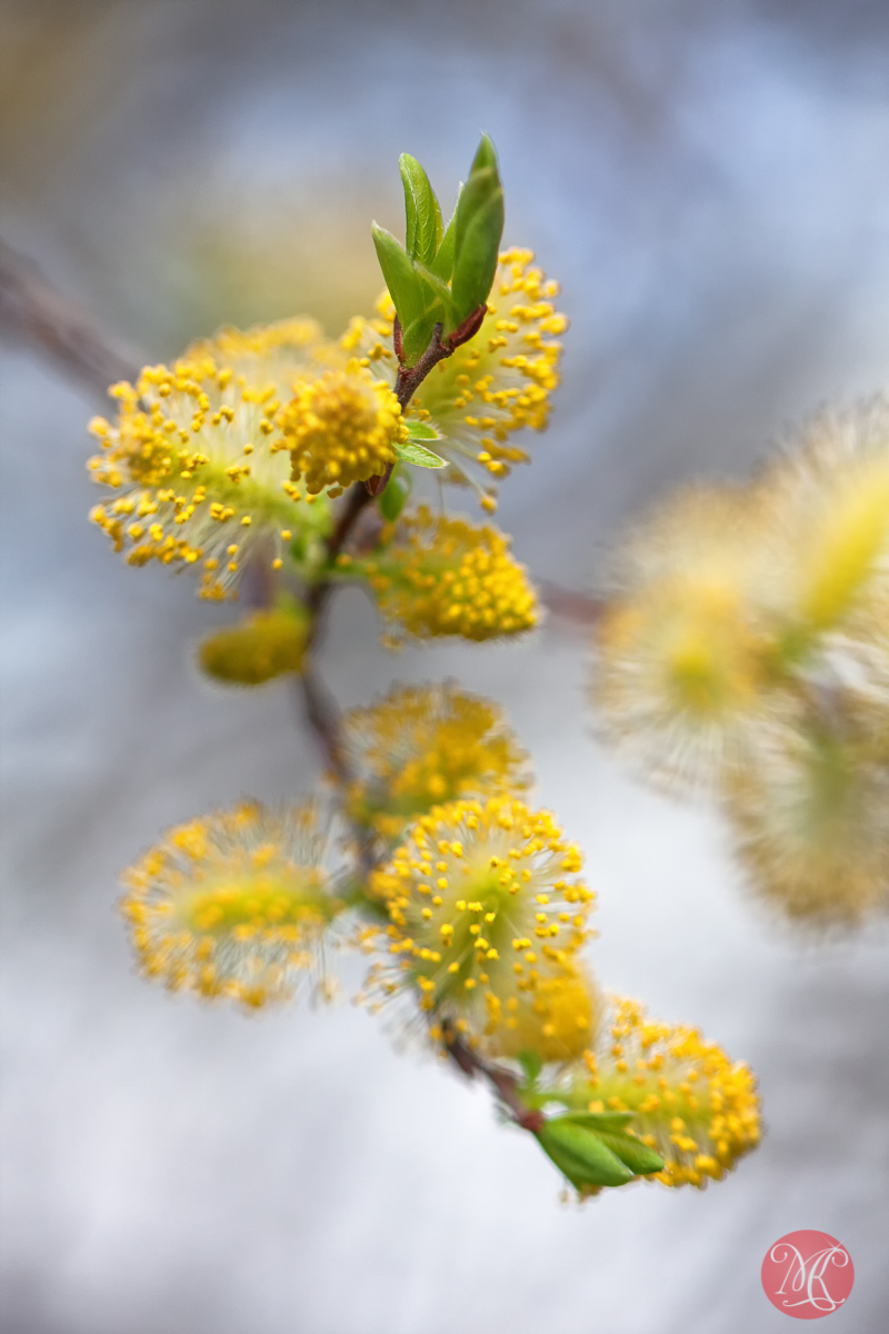 canon,100mm,macro,spring,nature,foliage, blossom,abstract,color, beauty