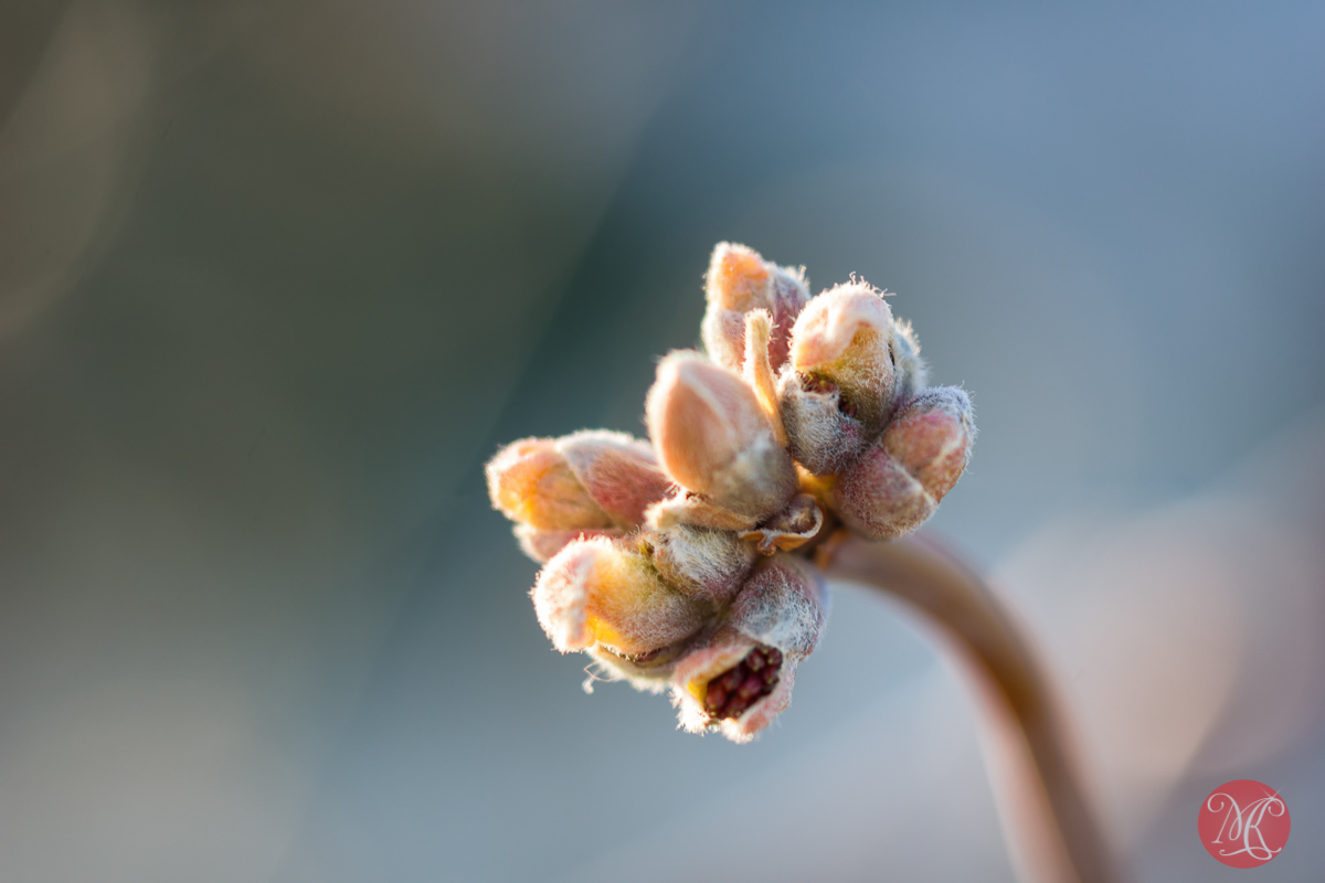 sony,macro,spring,nature,foliage,abstract,color, beauty,buds