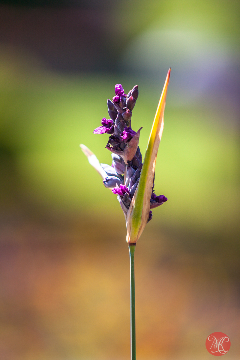 Butchart Gardens, Victoria, BC .. 24