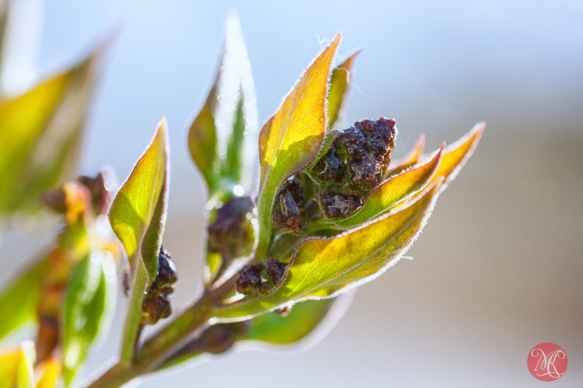 canon,100mm,macro,spring,nature,foliage,abstract,color, beauty,lilac,bloom,buds
