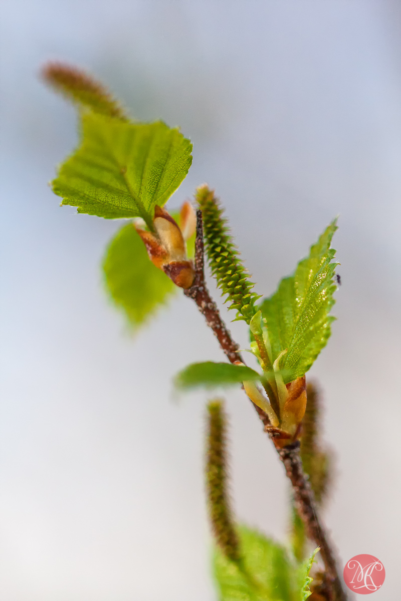 canon,100mm,macro,spring,nature,foliage,abstract,color, beauty,birch,flower,tree