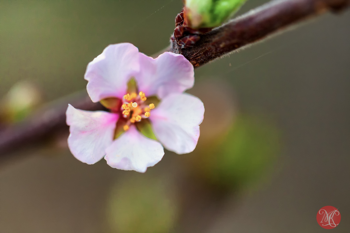 canon,100mm,macro,spring,nature,cherry,blossom,flower,abstract,color, beauty
