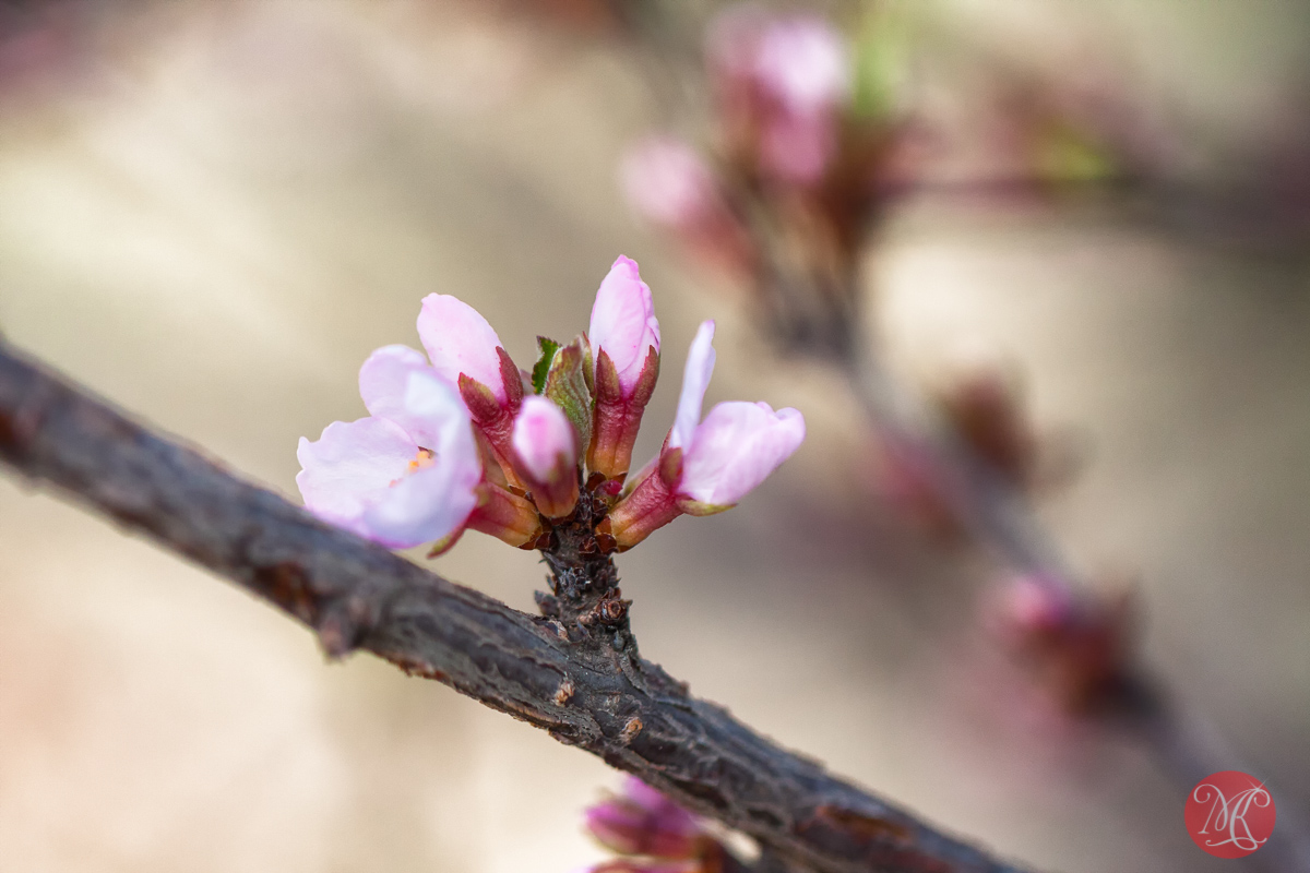 canon,100mm,macro,spring,nature,cherry,blossom,buds,abstract,color, beauty