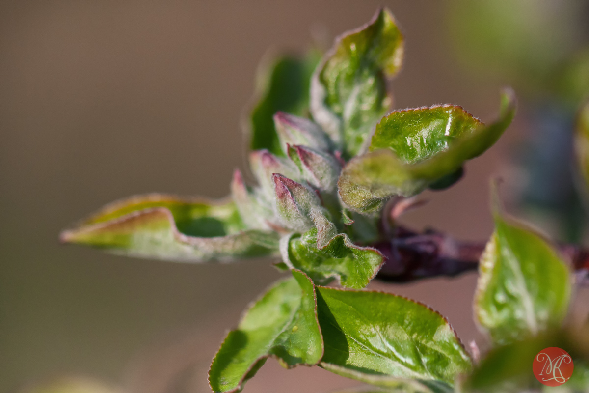 canon,100mm,macro,spring,nature,foliage,abstract,color, beauty,apple,tree,buds