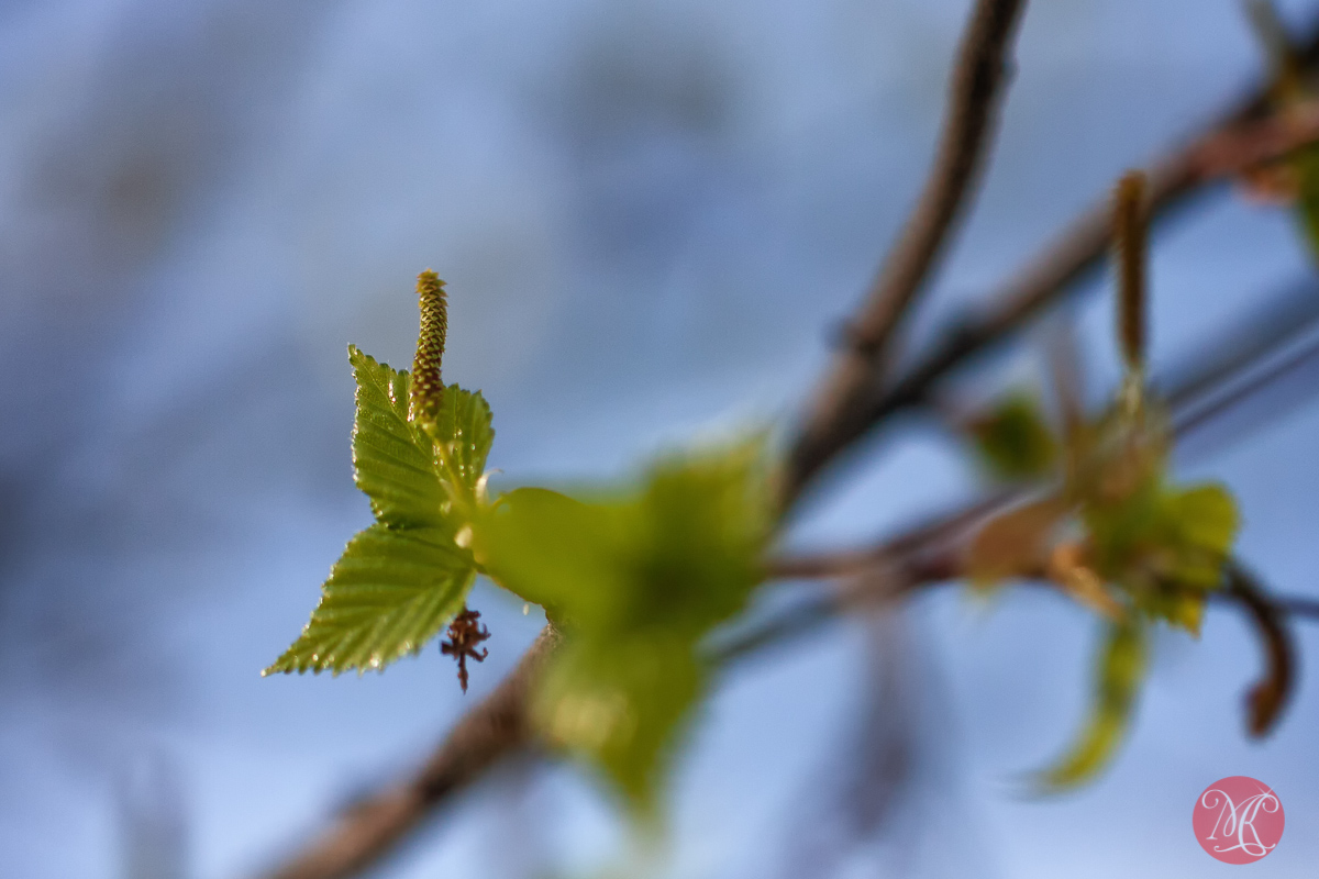 canon,100mm,macro,spring,nature,foliage,abstract,color, beauty,birch,flower