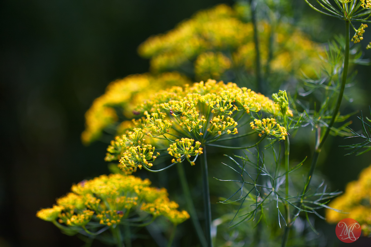 Summer beauty..9 (Dill-licious)