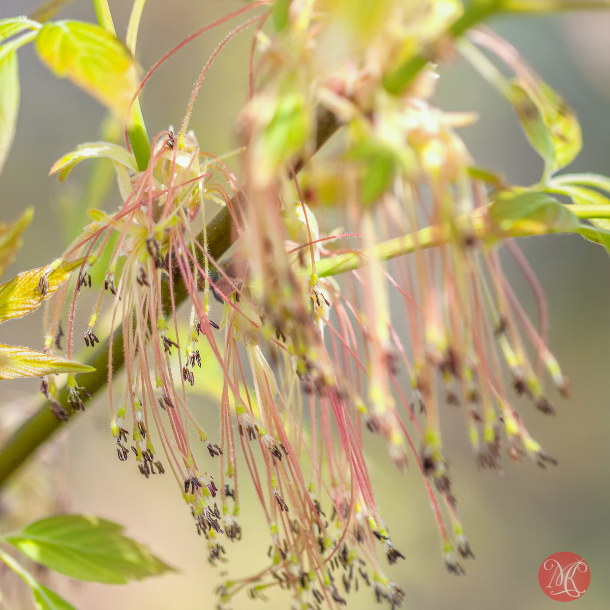 canon,100mm,macro,spring,nature,foliage,abstract,color, beauty