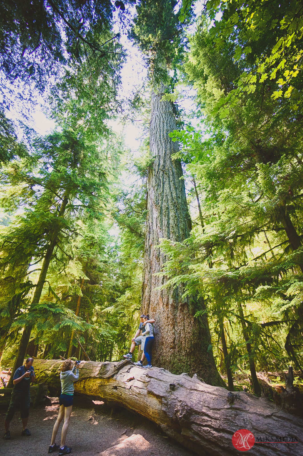 Cathedral,grove,bc,trees,history,nature 01