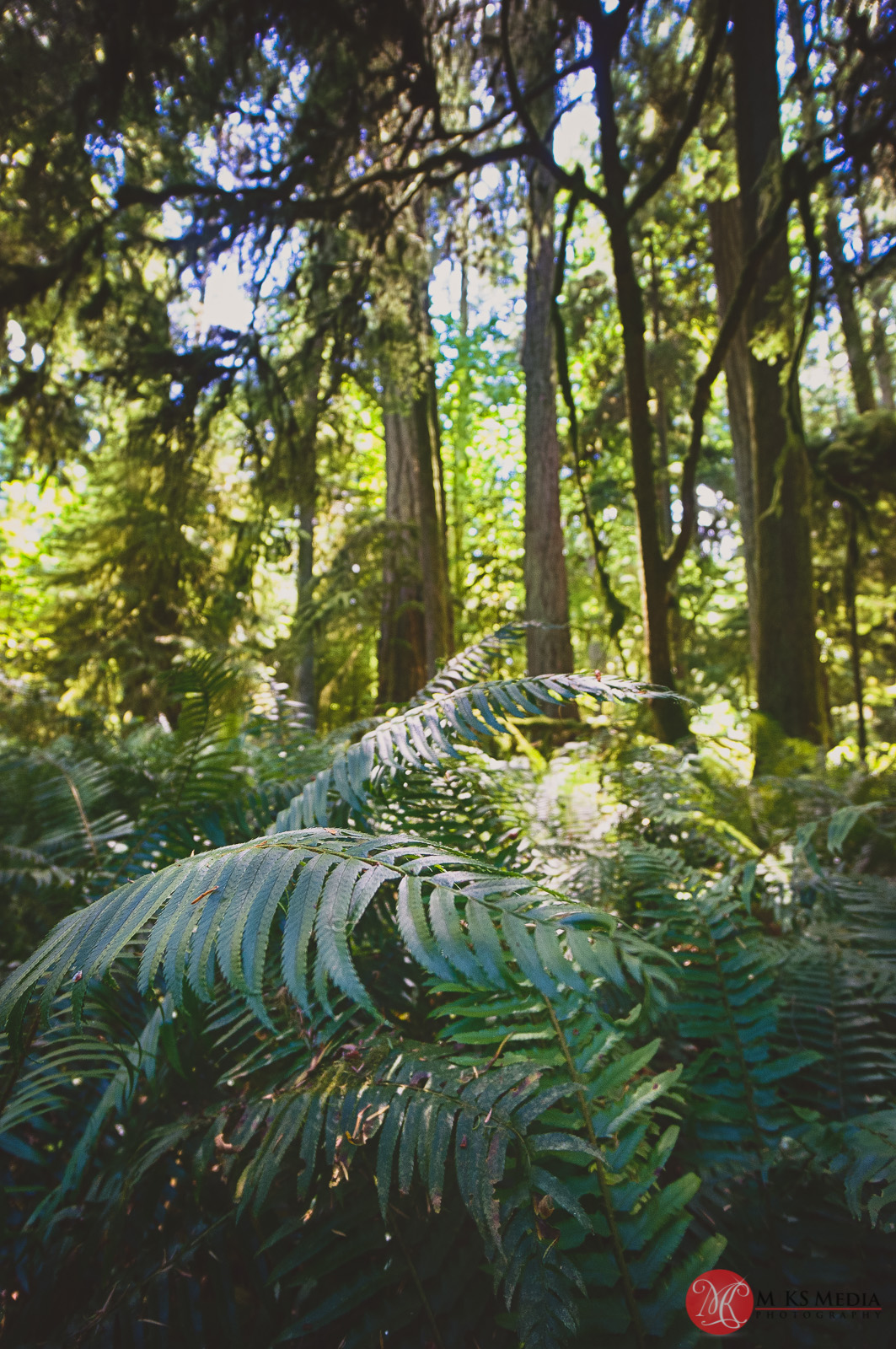 Cathedral,grove,bc,trees,history,nature 01