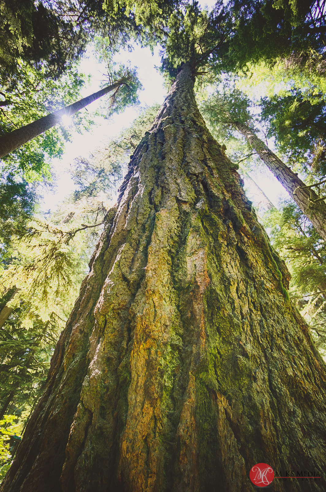 Cathedral,grove,bc,trees,history,nature 01