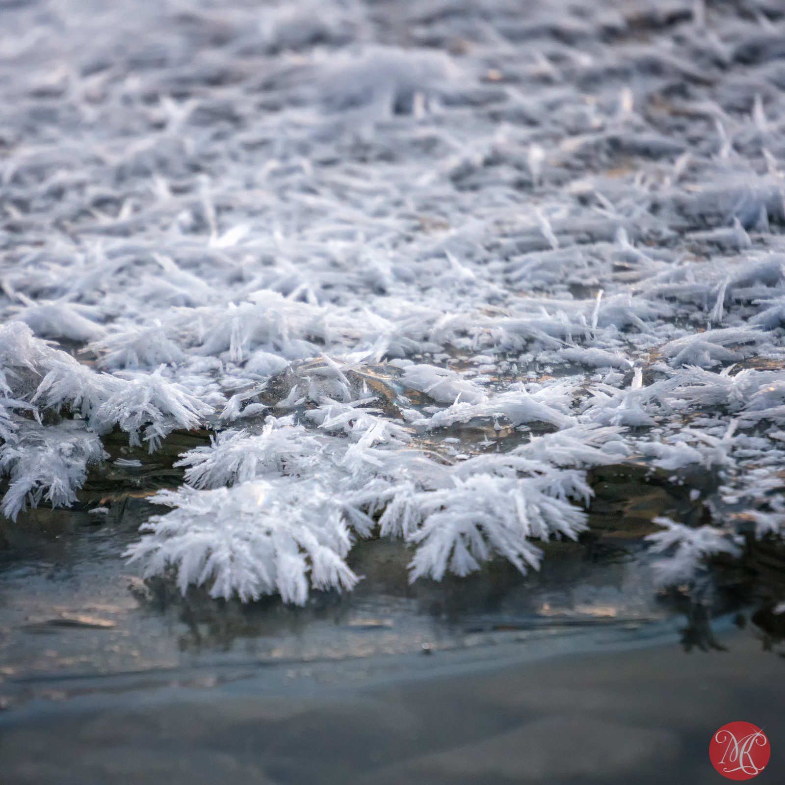 Snow and ice - Macro Photography